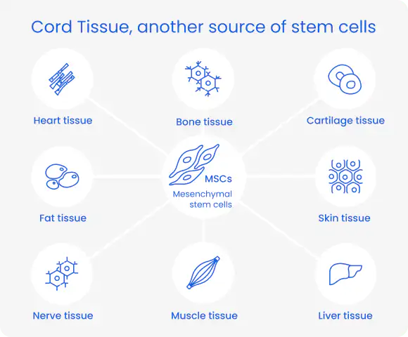 cord-tissue