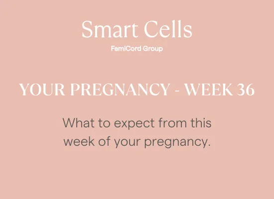 Your Pregnancy at Week 36