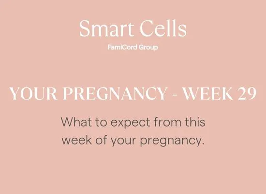 Your Pregnancy at Week 29