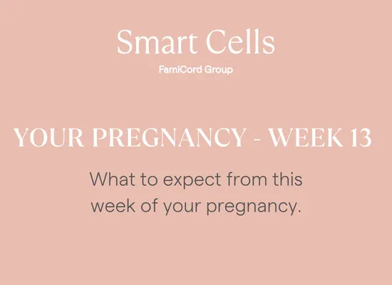 Your Pregnancy at Week 13