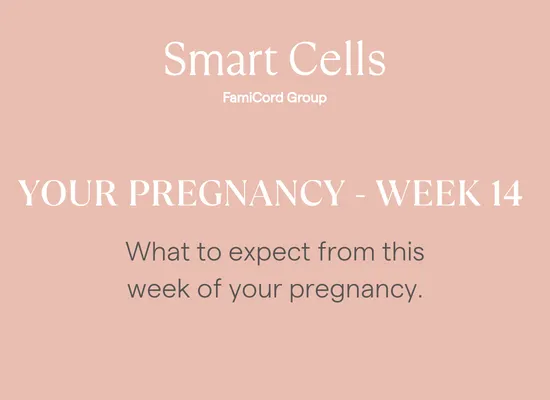 Your Pregnancy at Week 14