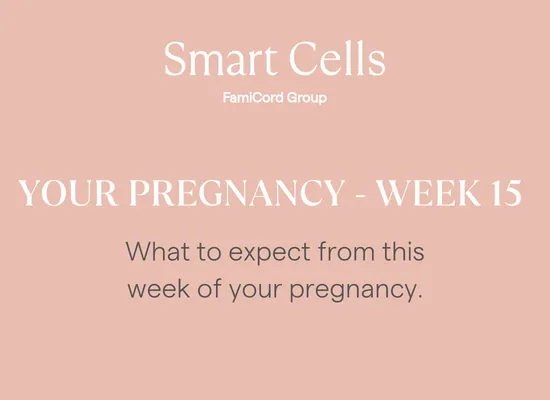 Your Pregnancy at Week 15