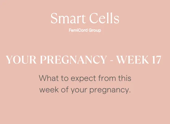 Your Pregnancy at Week 17