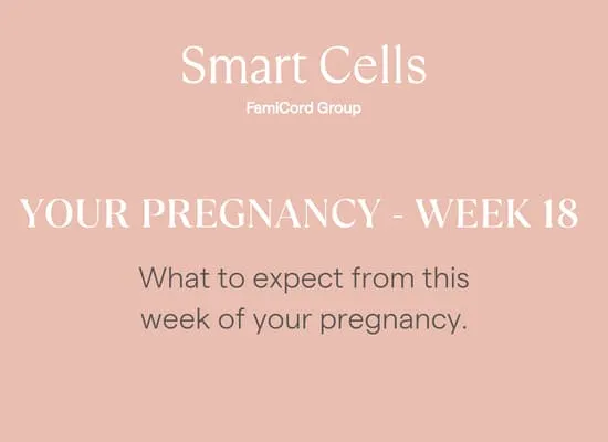 Your Pregnancy at Week 18