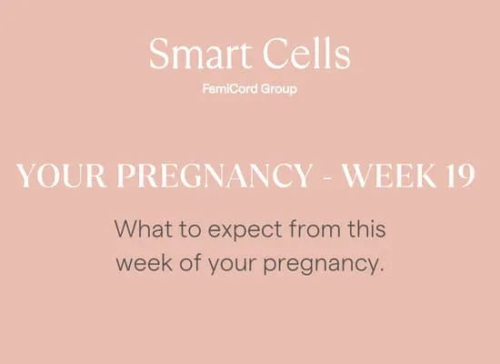 Your Pregnancy at Week 19