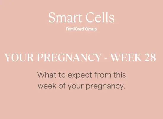 Your Pregnancy at Week 28